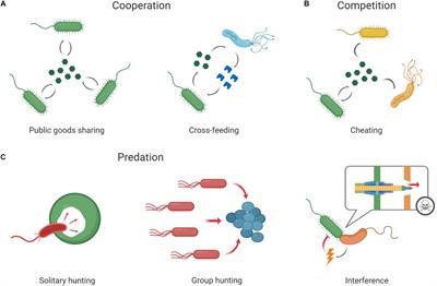Cooperation and Conflict Within the Microbiota and Their Effects On Animal Hosts